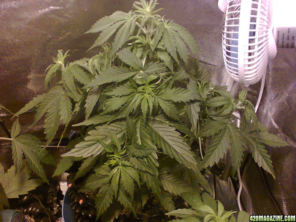 Auto_Sweet_Skunk_-_Day_33_-_22JUN2015.jpg