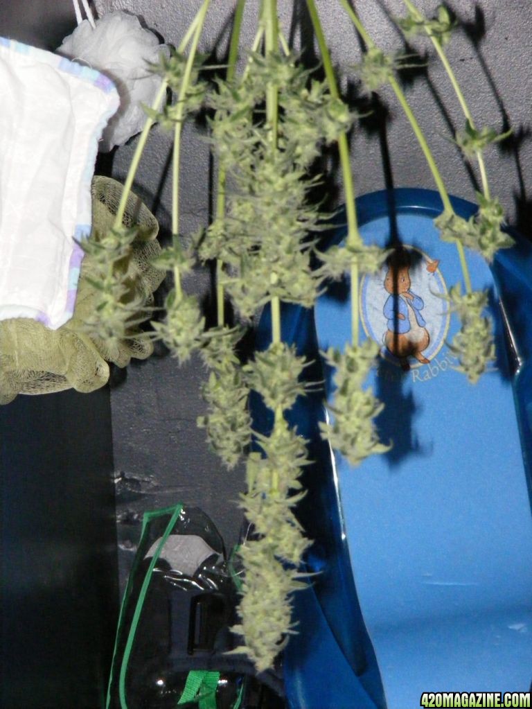 Auto_berry_Cut_And_Drying_1_.JPG