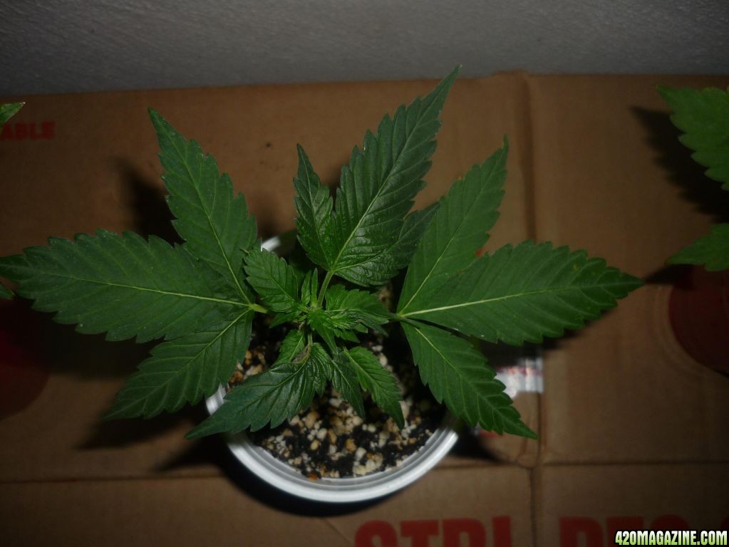 Blue_Widow_July_9th_Clone.JPG