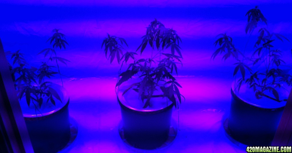 Bubba_Kush_Skunk_clones_cuttings_on_6-14-2011.jpg