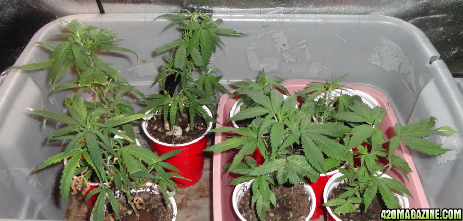 Clones-post-transplant.jpg