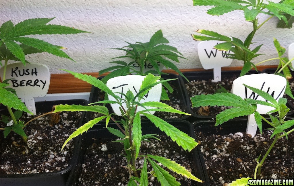 Cuttings:clones_from_7-20-2011_Kushberry_TW_TH_Sage_WW_s.jpg