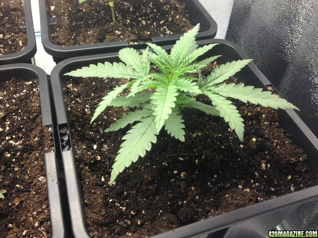 My First Grow Pure Power Plant On Soil Magazine