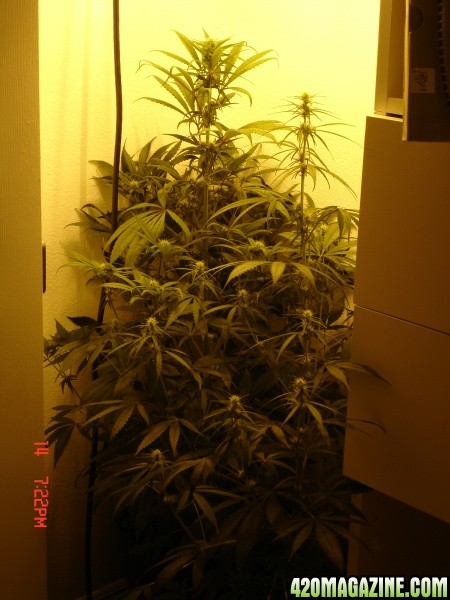 Day_23_HPS_Bagseed.jpg