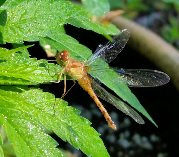 DragonFly_11.jpg