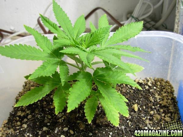 First_Grow_-_Day_34_005.jpg