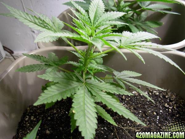 First_Grow_-_Day_48_002.jpg