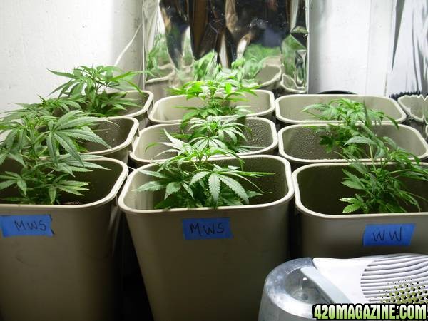 First_Grow_-_Day_48_005.jpg