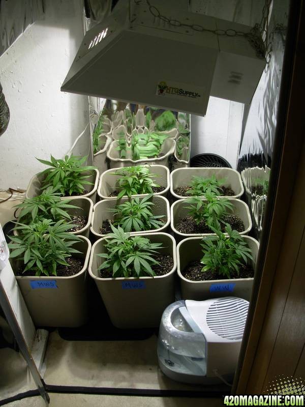 First_Grow_-_Day_48_007.jpg