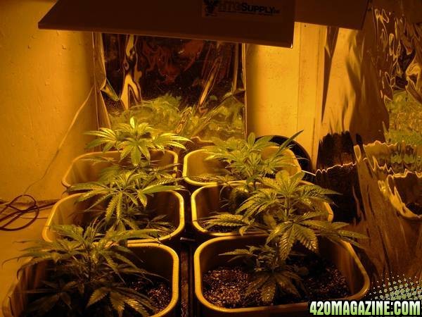 First_Grow_Day_51_001.jpg