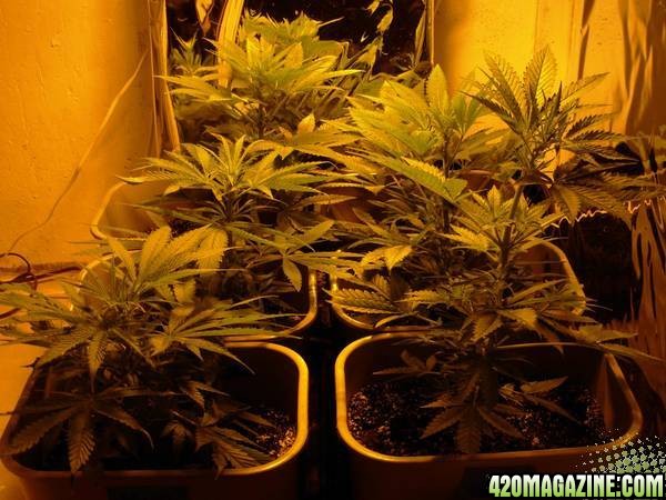 First_Grow_Day_55_001.jpg