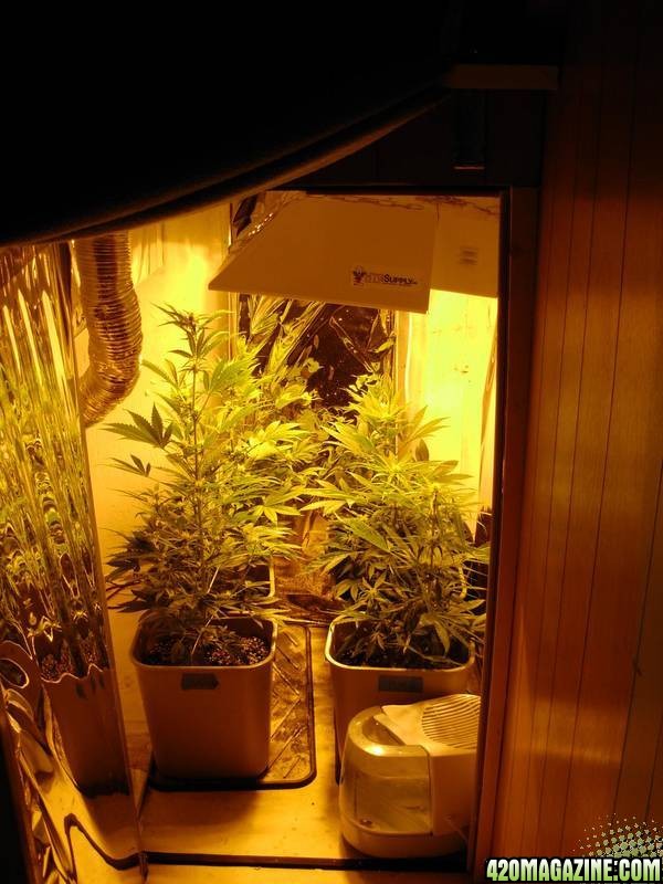 First_Grow_Day_64_006.jpg