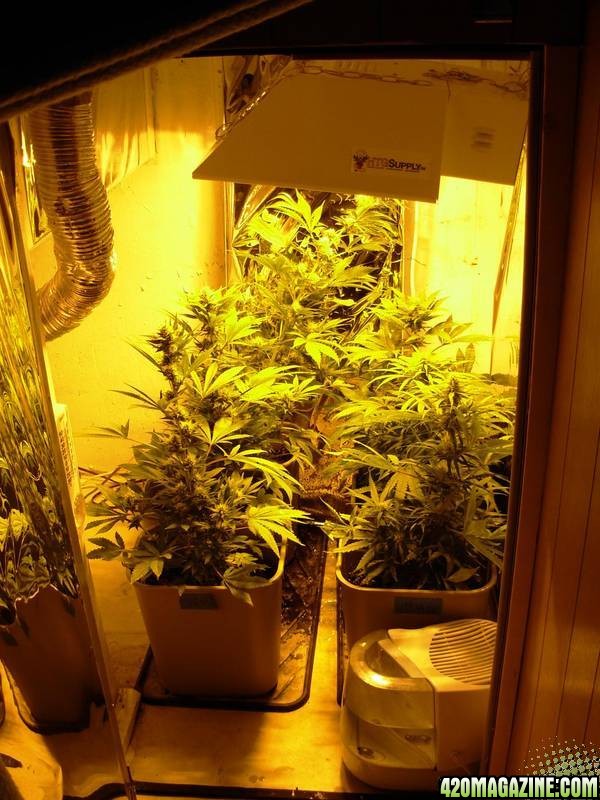 First_Grow_Day_71_001.jpg