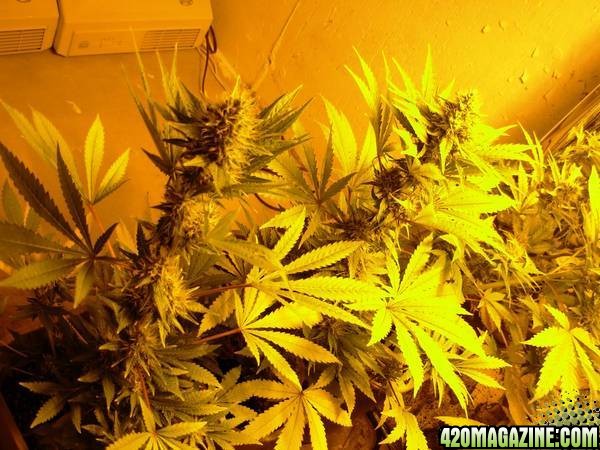 First_Grow_Day_78_005.jpg