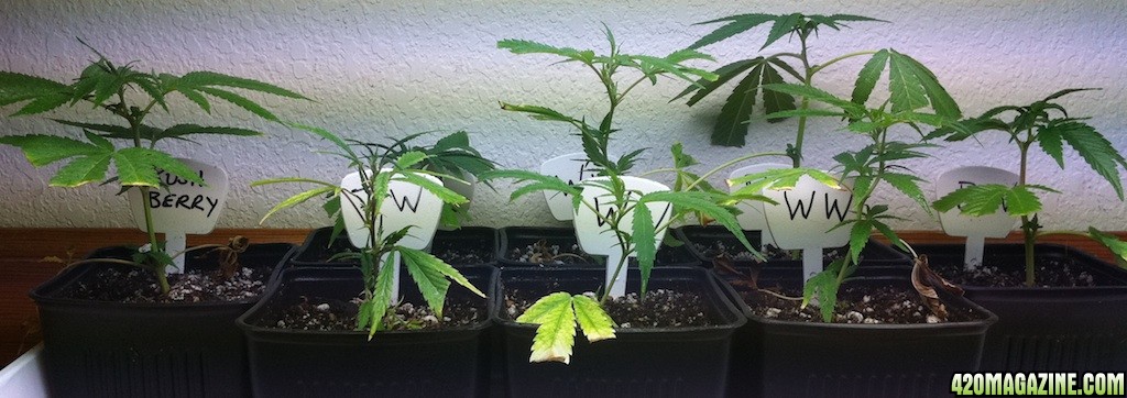 First_cuttings:clones_taken_on_7-20-2011.jpg