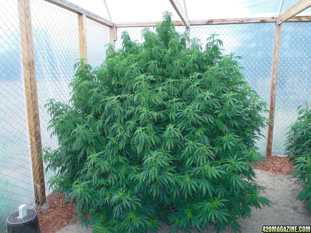 Grand_Daddy_Purple_x_AK-47_in_preflower_7-4-12.JPG