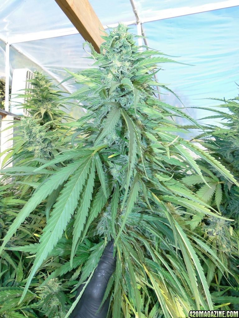 Greenhouse_Blueberry_x_Cheese_Main_Cola.jpg