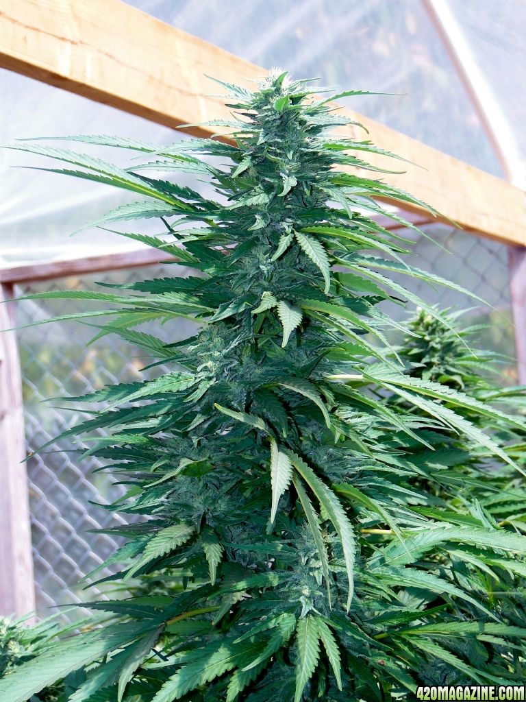 Greenhouse_Blueberry_x_Cheese_at_5_Weeks.jpg