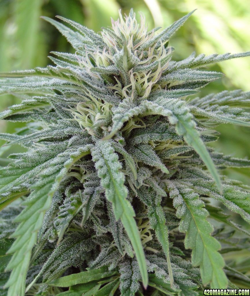 Greenhouse_Grand_Daddy_Purple_x_AK-47_Flower1.jpg