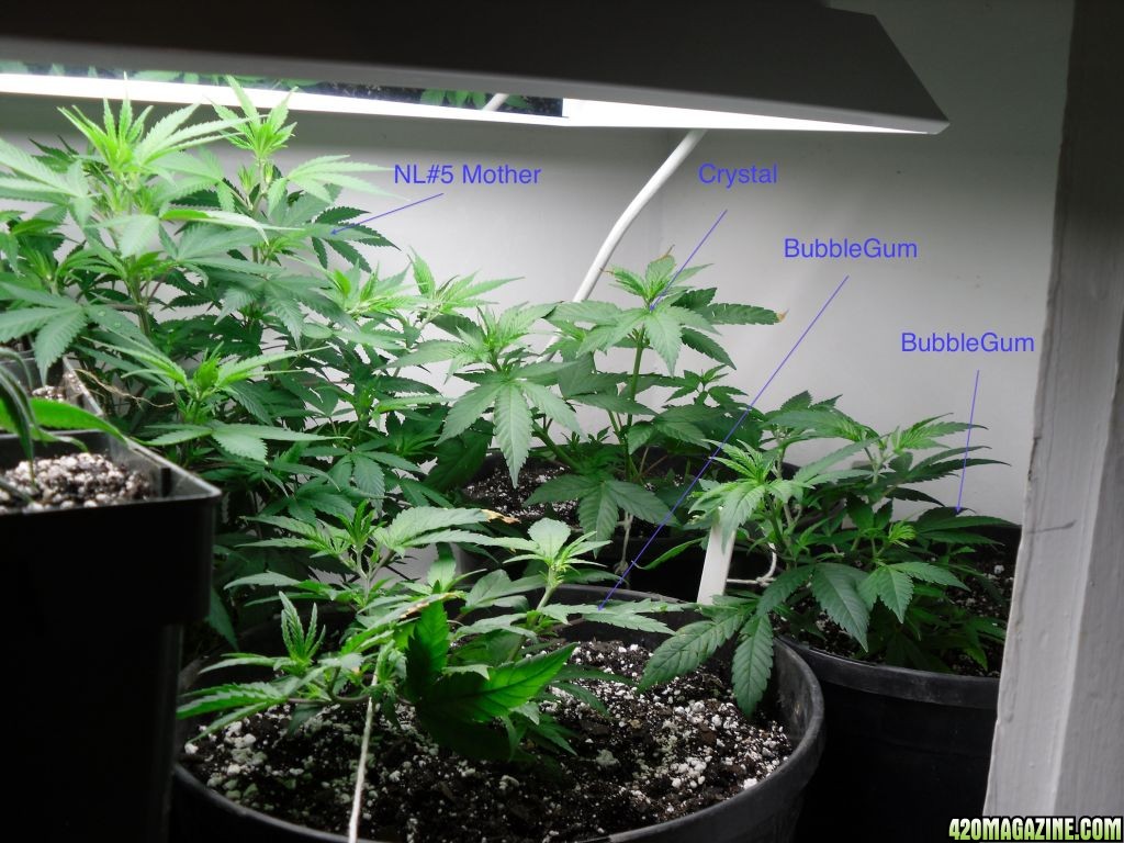 Grow_closet_2.jpg