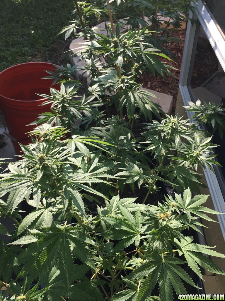  How To Grow Bigger Plants 420 Magazine