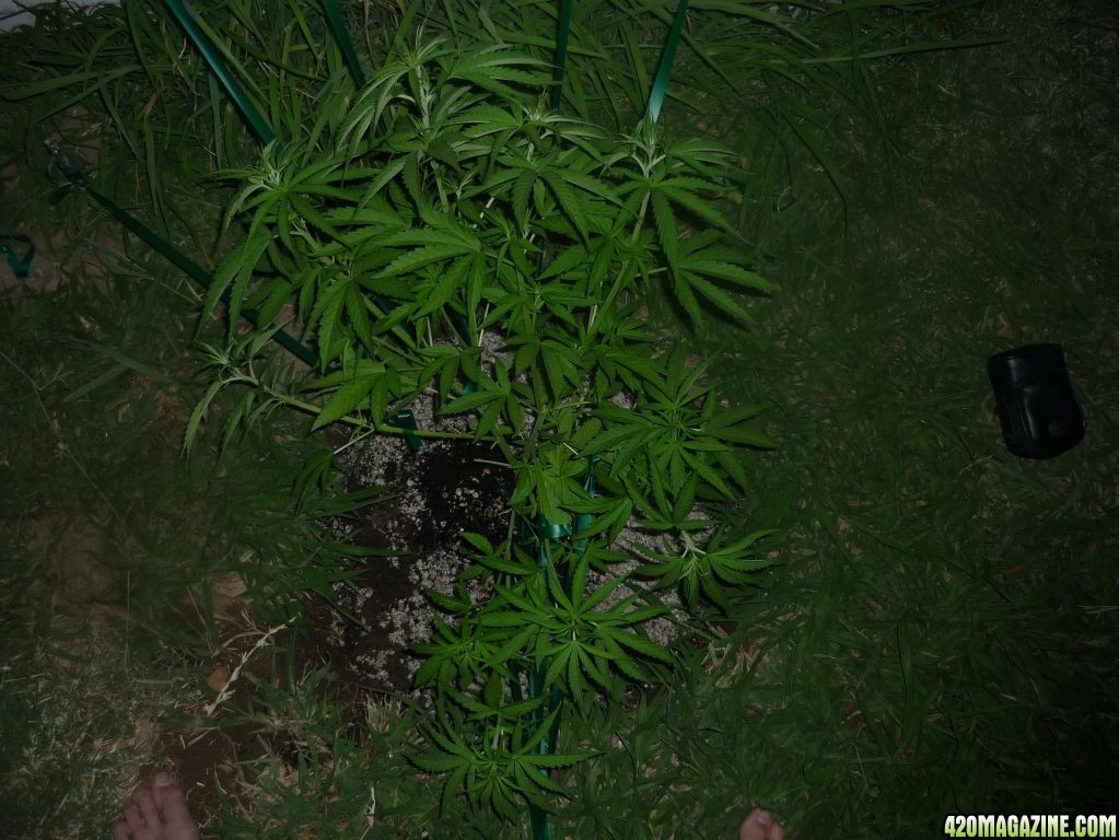 July_31st_Best_Seed_LST.JPG