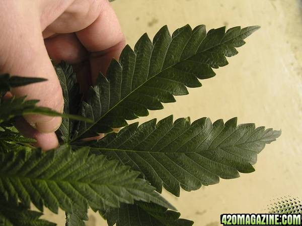 K2-Special-leaf.jpg