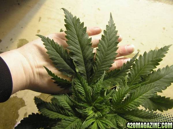 K2-Special-leaf2.jpg