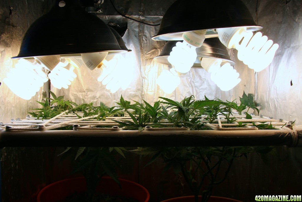 Lbh_indoor_2_15_05.jpg