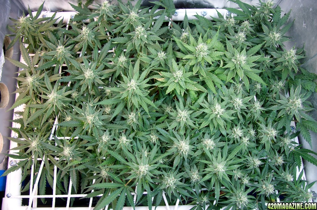 Lbh_indoor_3_25_01.jpg