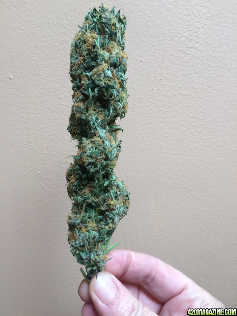 Lemon_Haze_Bud.jpg