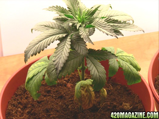 MJ_day_28_all_plant_no1.jpg