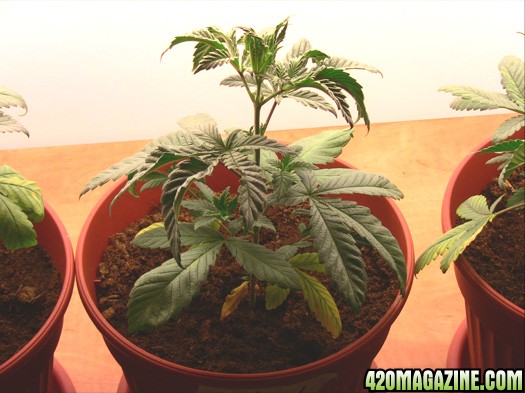 MJ_day_28_all_plant_no2.jpg