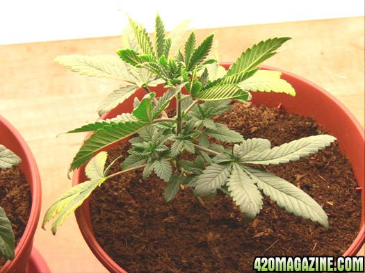 MJ_day_28_all_plant_no3.jpg