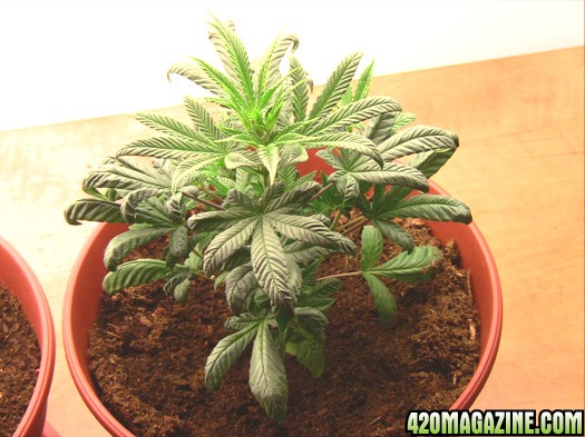 MJ_day_28_all_plant_no4.jpg