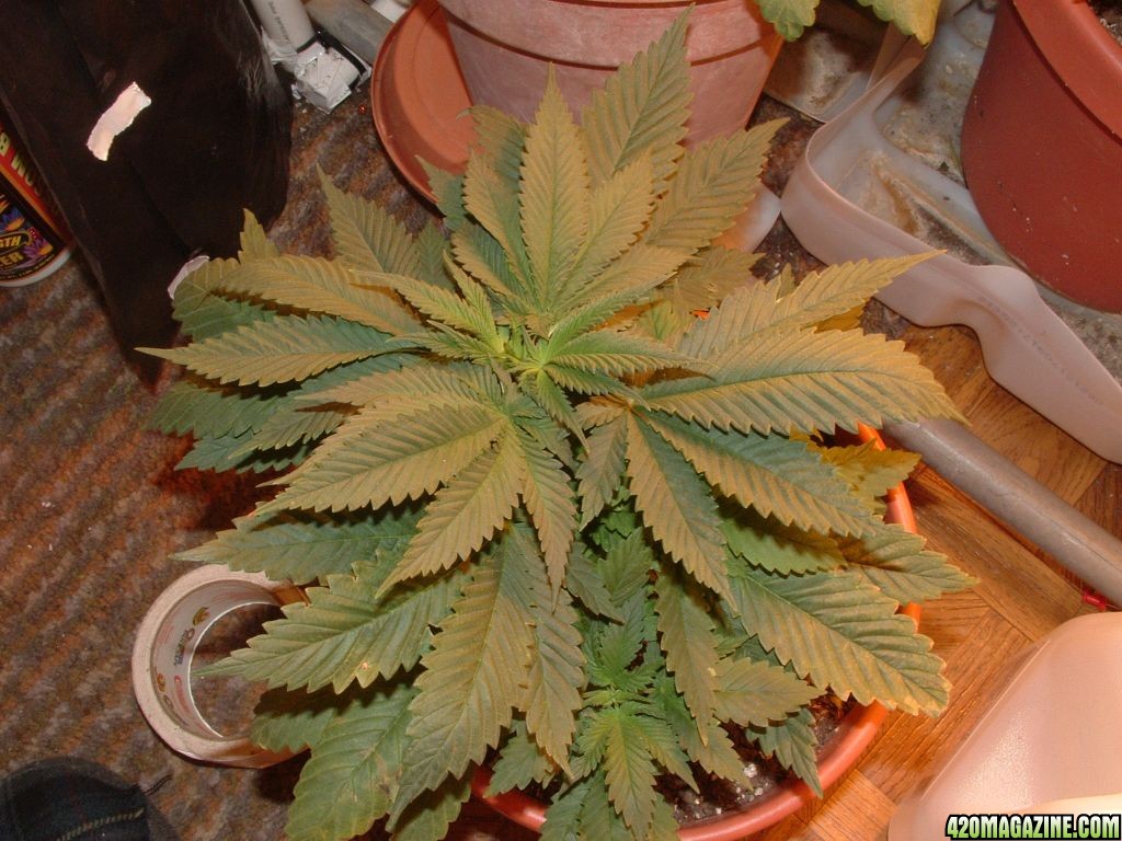 NL_5_plant_4.JPG