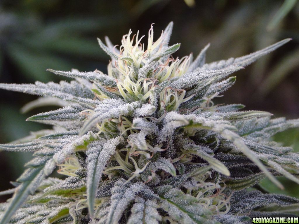 Organic_G_D_P_x_AK-47_Flower.JPG