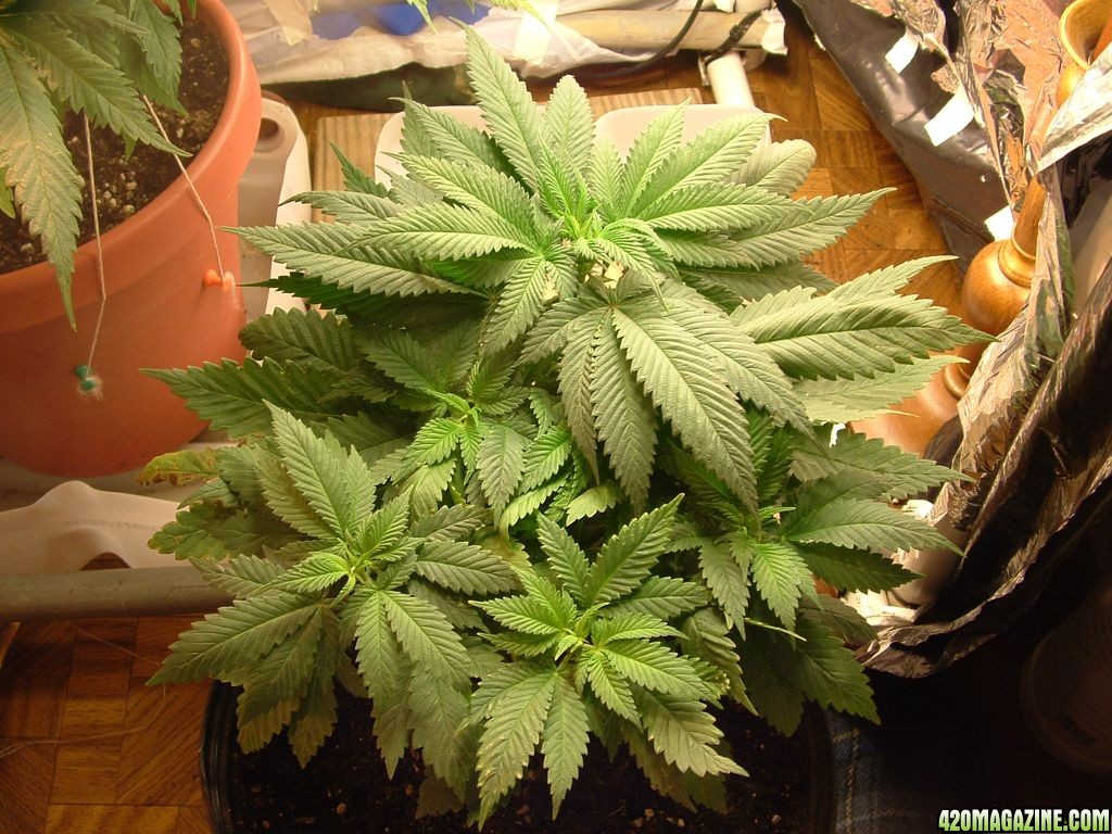 Plant_416.JPG