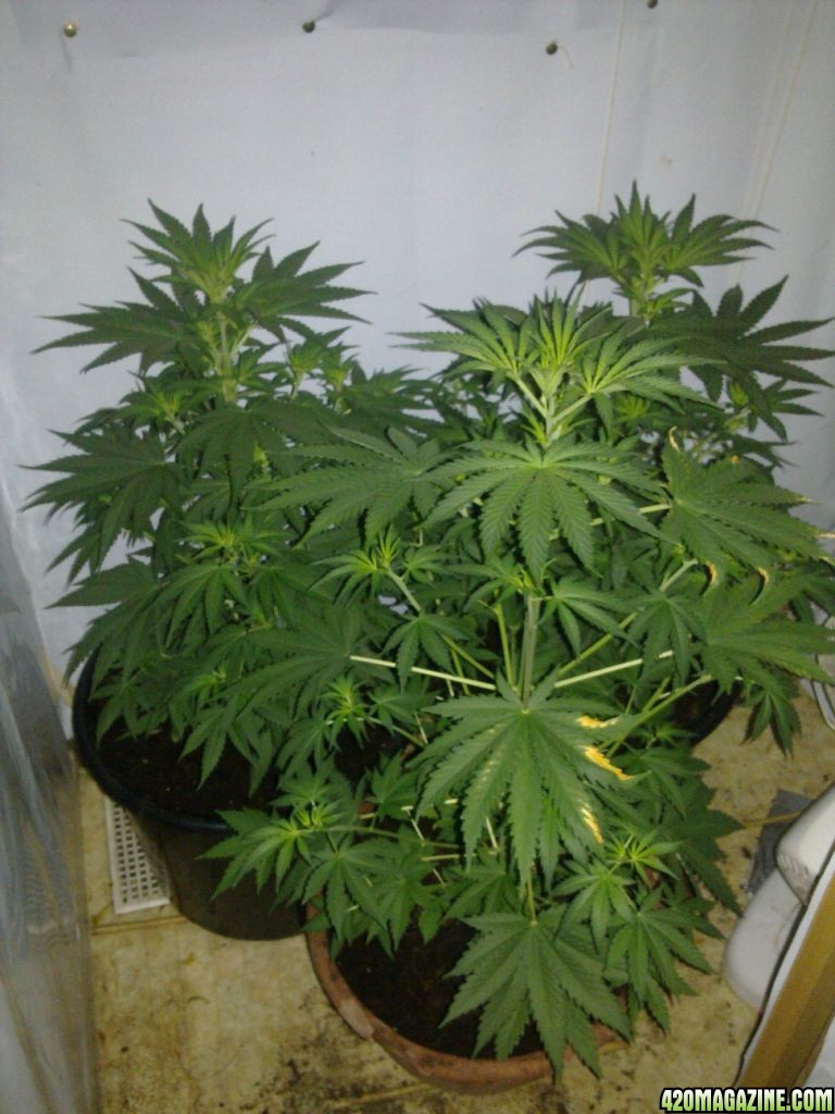 Purple_Haze_12_one_week_of_budding.jpg