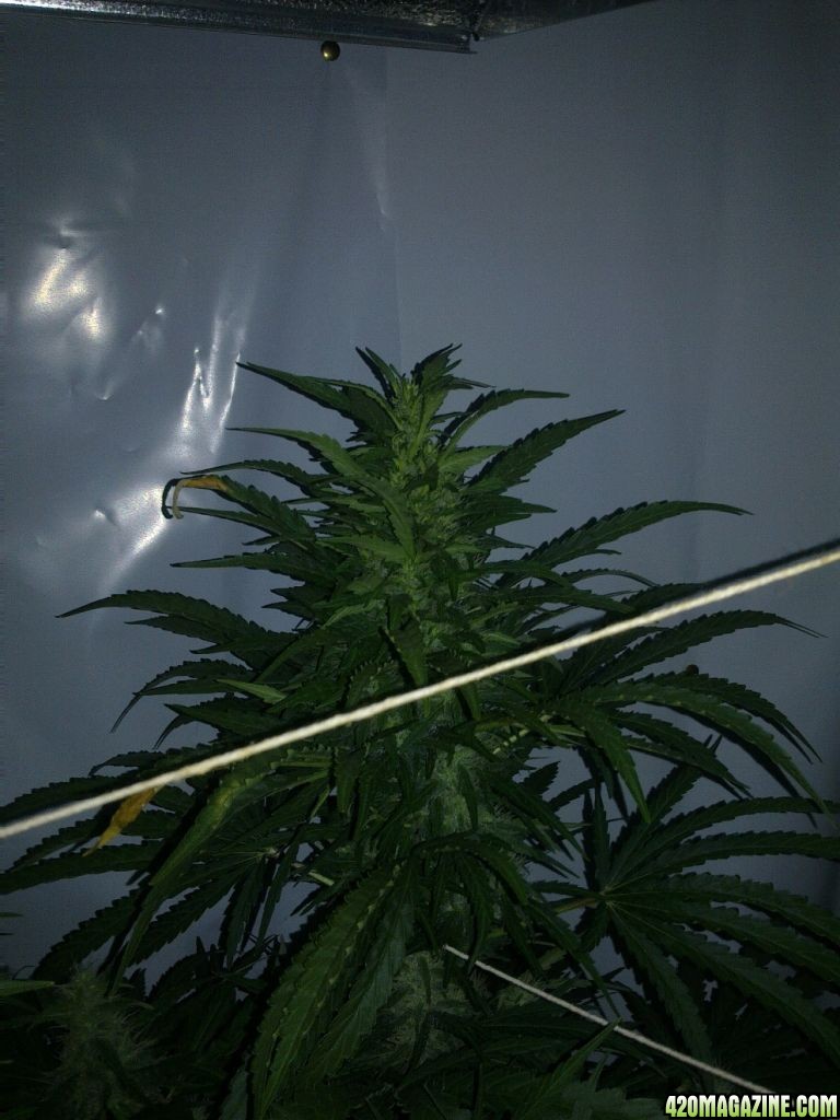 Purple_Haze_22_end_of_5_weeks_pic4.jpg