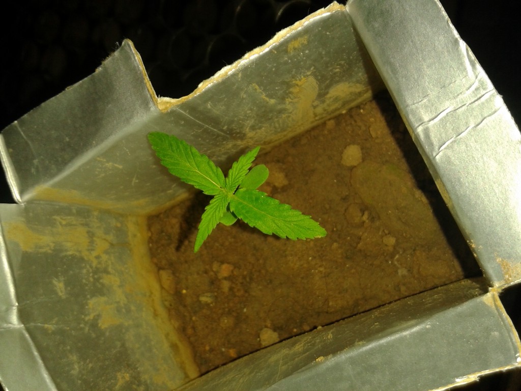 Seedling_-_10_07_2015.jpeg