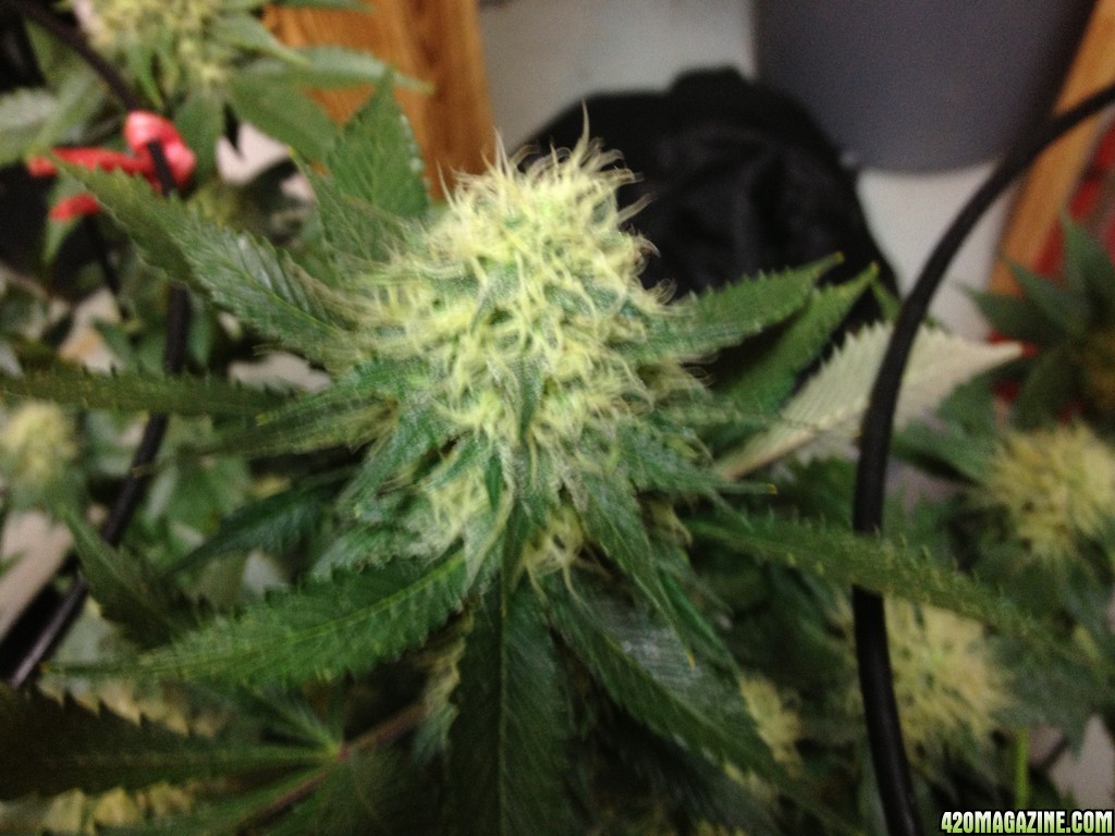 White_Skunk_2_.JPG