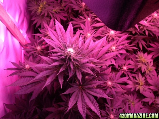 cannatonic_week_3ish_flower.JPG