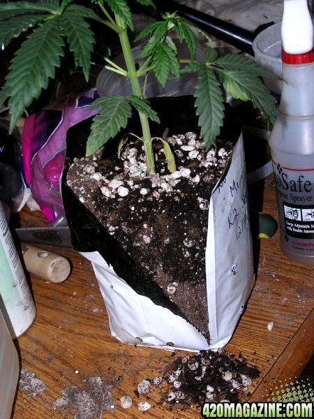 cut-open-growbag.JPG