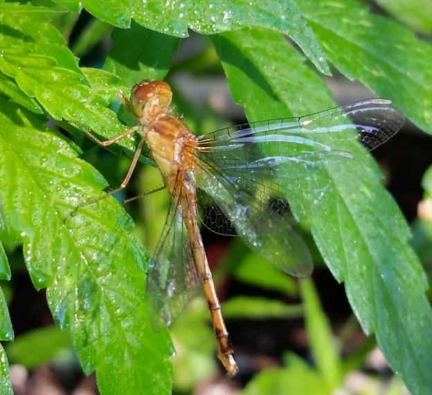 dragonfly_12.jpg