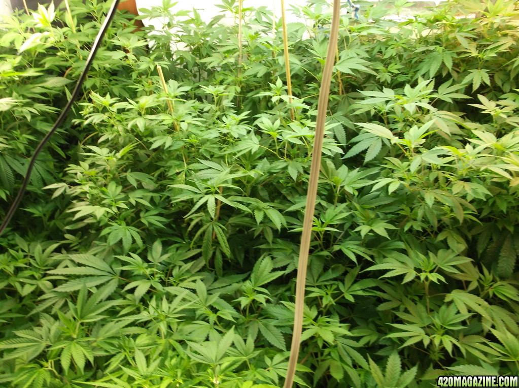 indoor_grow_064.jpg