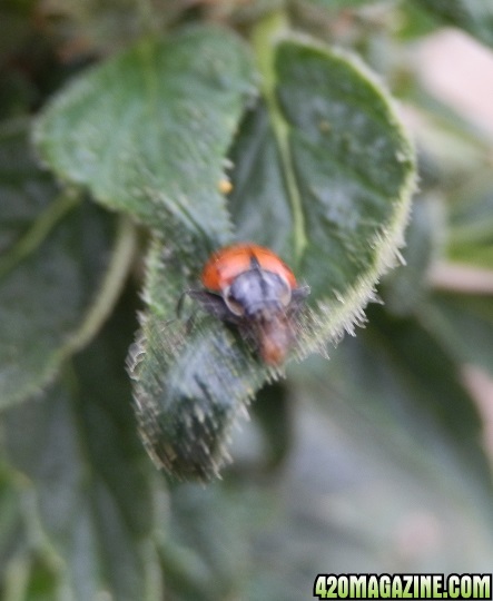 ladybugEatsInchworm.jpg