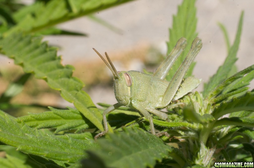 lbh1_6_25_02_grasshopper.jpg