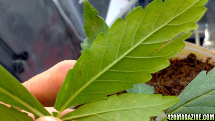 leaf-holes2012-04-24_13-32-.jpg