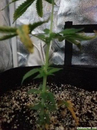 08-31-17_Elsa_New_Growth_CU.jpg